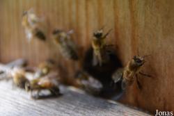 Apis mellifera