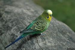 Melopsittacus undulatus
