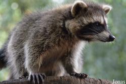 Arche Noah Zoo Braunschweig
