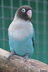 Agapornis personatus