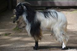 Tiergehege Wartenberg