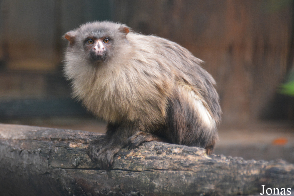 Zoologischer Garten Magdeburg