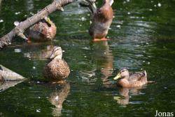 Zoologischer Garten Magdeburg