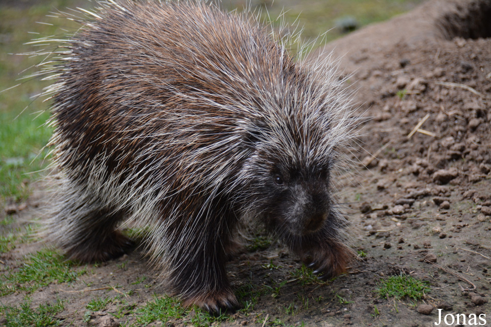 Zoologischer Garten Magdeburg