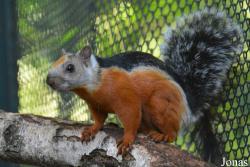 Sciurus variegatoides