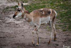 Queens Zoo