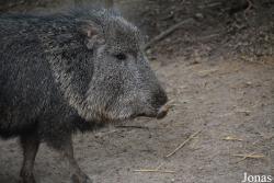 Queens Zoo