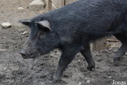 Queens Zoo