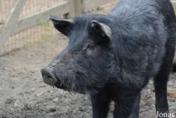 Queens Zoo