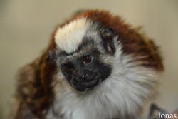 Prospect Park Zoo