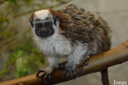 Saguinus geoffroyi