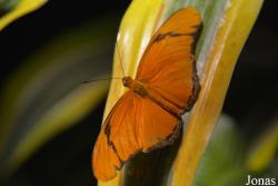 Dryas iulia