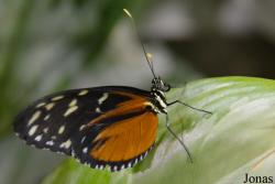 Heliconius hecale