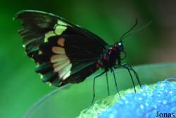 Parides iphidamas