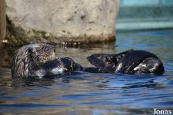 New York Aquarium