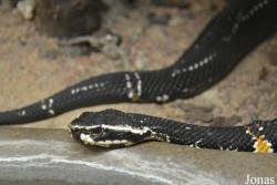 Agkistrodon taylori