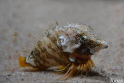 Rhamphocottus richardsonii