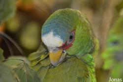 Amazona albifrons albifrons