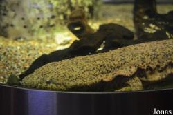 Sankt-Peterburg Oceanarium