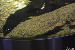 Sankt-Peterburg Oceanarium