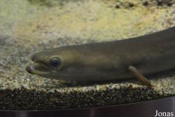 Sankt-Peterburg Oceanarium