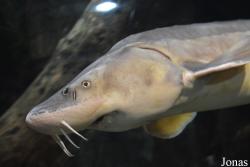 Sankt-Peterburg Oceanarium