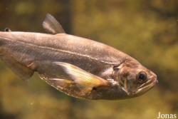 Hydrolycus scomberoides