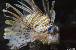 Pterois miles