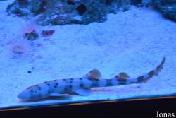 Sankt-Peterburg Oceanarium
