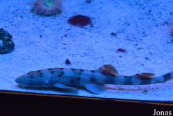 Sankt-Peterburg Oceanarium