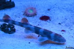 Sankt-Peterburg Oceanarium