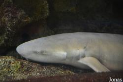 Sankt-Peterburg Oceanarium