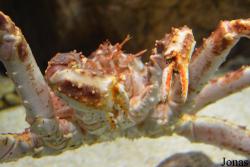 Sankt-Peterburg Oceanarium