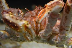 Paralithodes camtschaticus