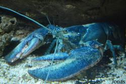 Sankt-Peterburg Oceanarium