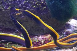 Sankt-Peterburg Oceanarium