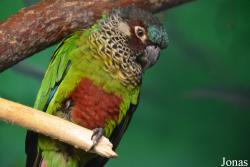 Pyrrhura picta