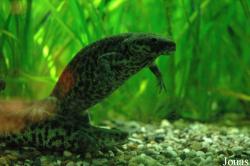 Pleurodeles waltl