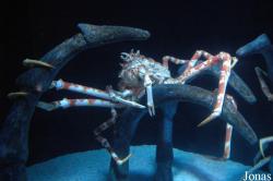 Sea Life Hannover