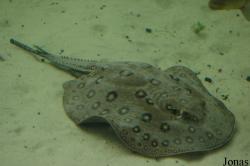 Sea Life Hannover