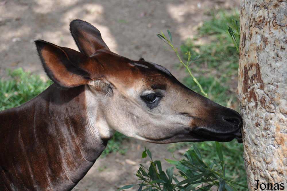 San Diego Zoo Safari Park
