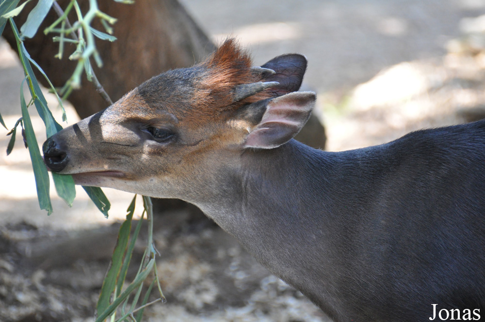 San Diego Zoo Safari Park