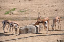 San Diego Zoo Safari Park