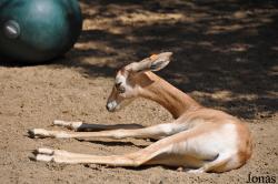San Diego Zoo Safari Park
