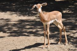 San Diego Zoo Safari Park