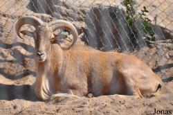 San Diego Zoo Safari Park