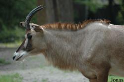 Erlebnis-Zoo Hannover