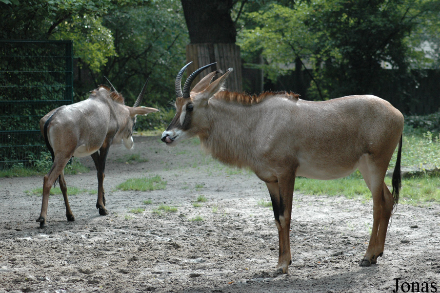 Erlebnis-Zoo Hannover