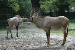 Erlebnis-Zoo Hannover