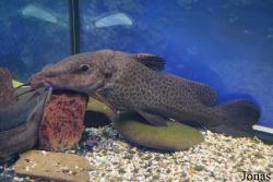 Kharkiv Dolphinarium and Oceanarium Nemo